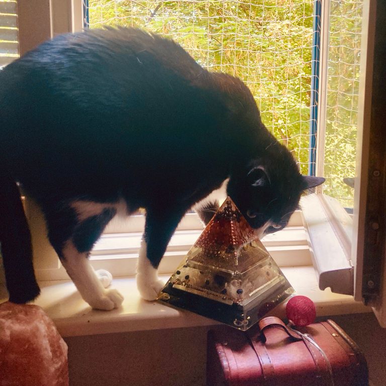 Kater Arthur von Nadine aus B.