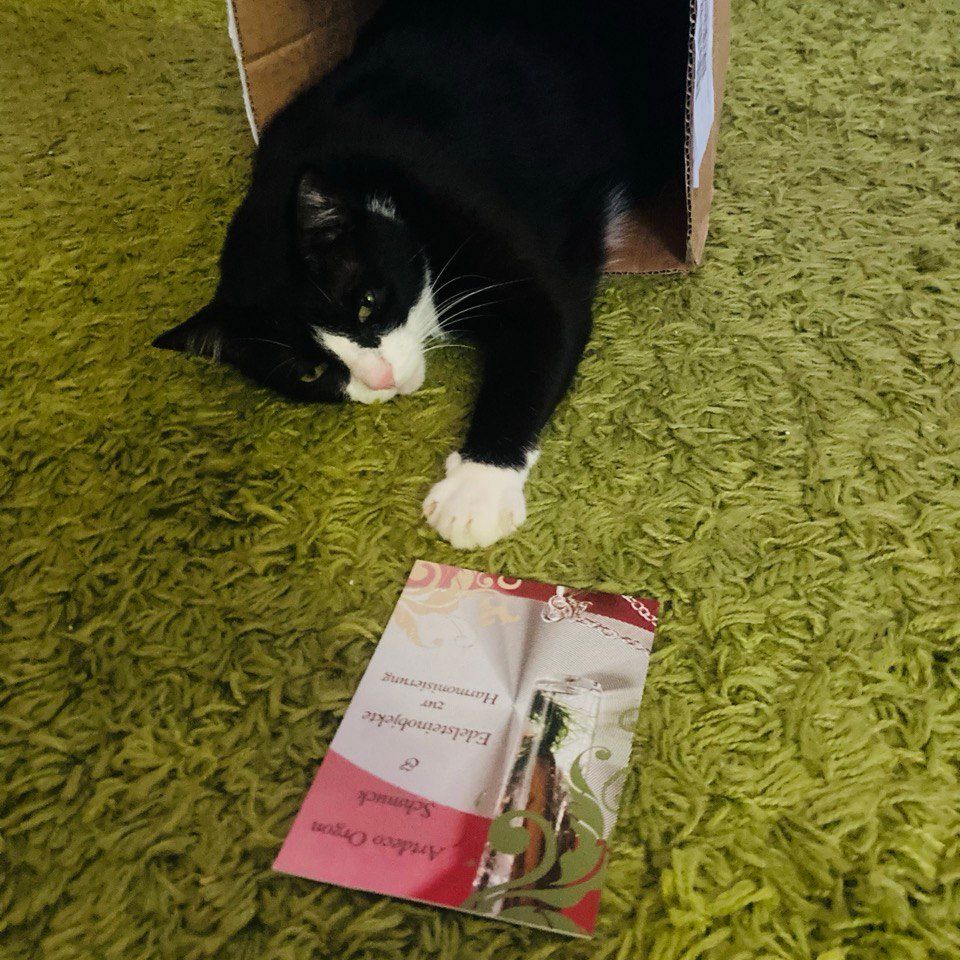 Kater Arthur von Nadine nach Ankunft der Pyramide